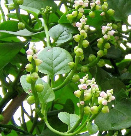 落葵子膏