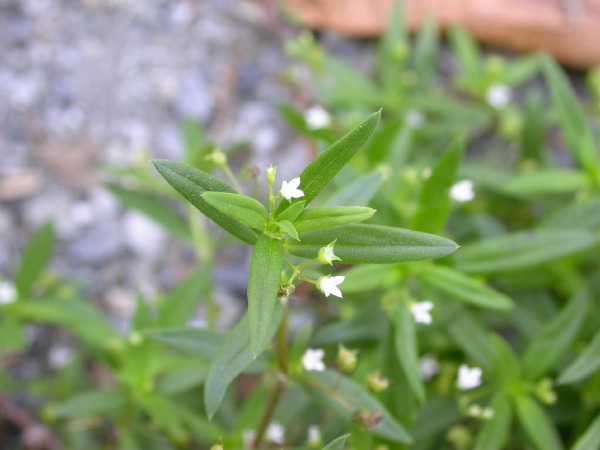 解毒白花蛇舌草