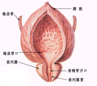 肾虚常见病证的调养—前列腺增生