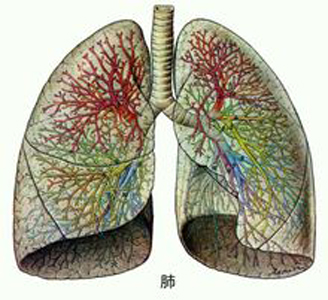 肺气不足易气短，人到中年要补肺