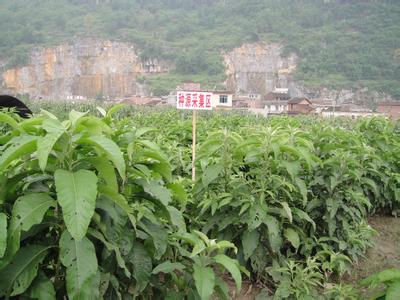 艾纳香_中药图谱_中草药图库_中药美容_中药数据库_岭南中药网