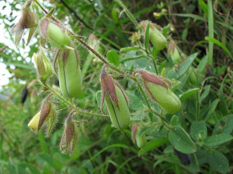 原植物  别名:响铃草,野花生,荷猪草,马响铃