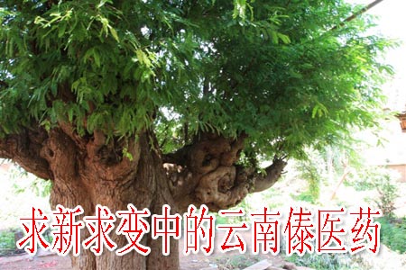 求新求变中的云南傣医药