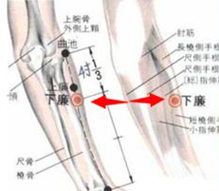 下廉穴→调理肠胃