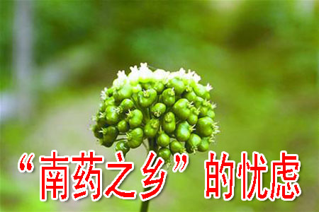 “南药之乡”的忧虑