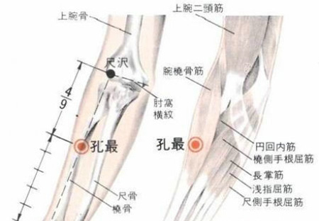 孔最穴→治咳嗽、气喘