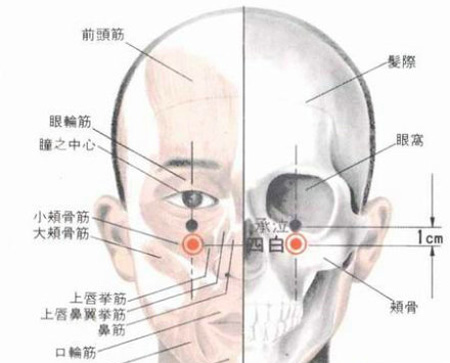 四白穴→治青光眼、近视