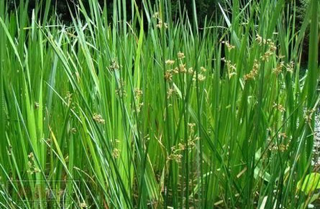 灯心草(平肝熄风,安神药)
