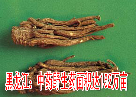 黑龙江：中药野生药面积达152万亩