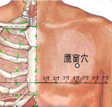 鹰窗穴→治咳嗽、气喘