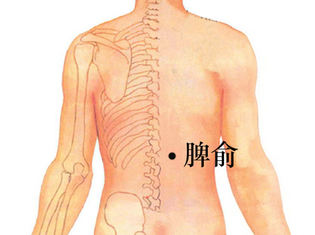 脾俞穴→健脾利湿