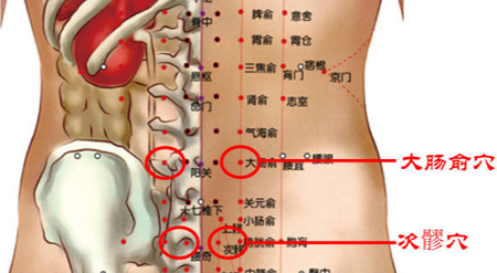 大肠俞穴→调和肠胃