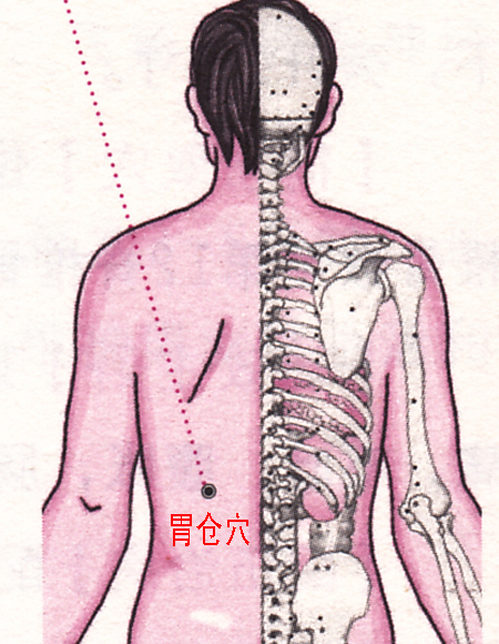 胃仓穴→健脾和胃