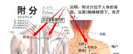 附分穴→治颈项强痛