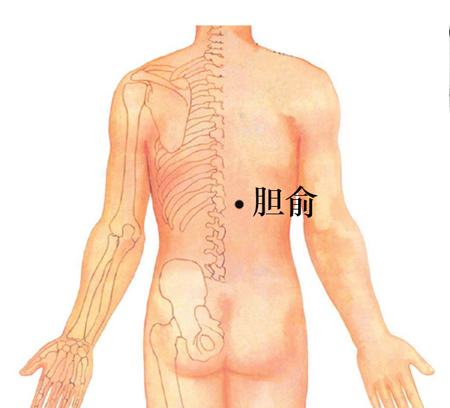 胆俞穴→治黄疸、口苦