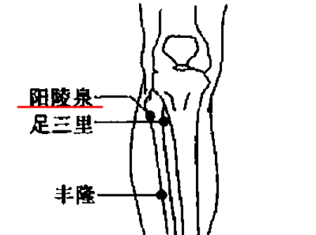 阳陵泉穴→强健腰膝