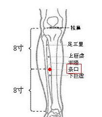 条口穴→理气和中