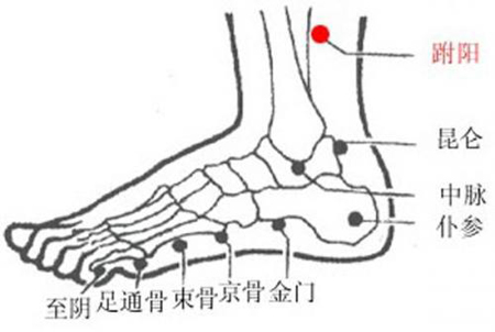 跗阳穴→治头痛、腰骶痛