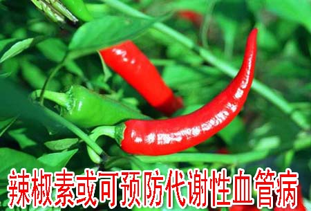 辣椒素或可预防代谢性血管病
