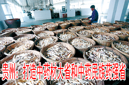 贵州：打造中药材大省和中药民族药强省