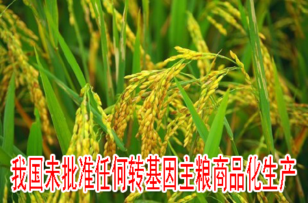 我国未批准任何转基因主粮商品化生产