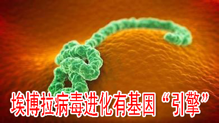 埃博拉病毒进化有基因“引擎”