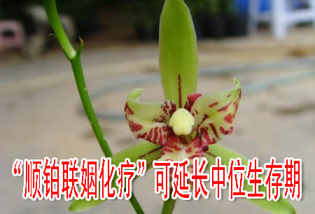 “顺铂联姻化疗”可延长中位生存期