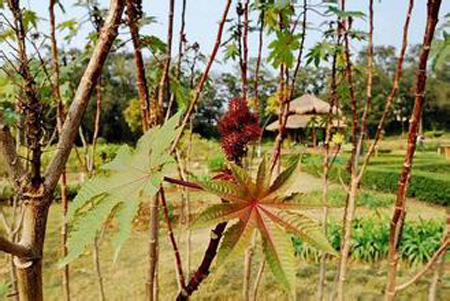 广西建成世界最大药用植物迁地保育中心