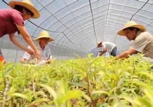中草药质量监管，从规范中药材种植采集开始