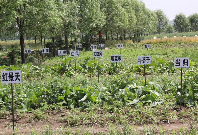 佘家镇鲁北最大中草药产业基地雏形初现