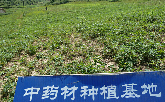 宁洱大力发展特色中药材产业