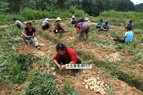 道真中药材产业发展风生水起