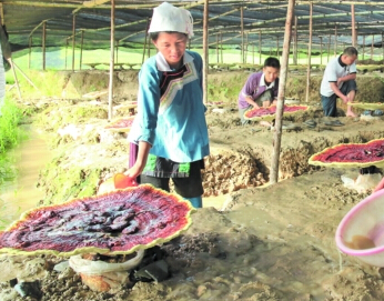 黔地无闲草——贵州打造中药材产业“第一车间”