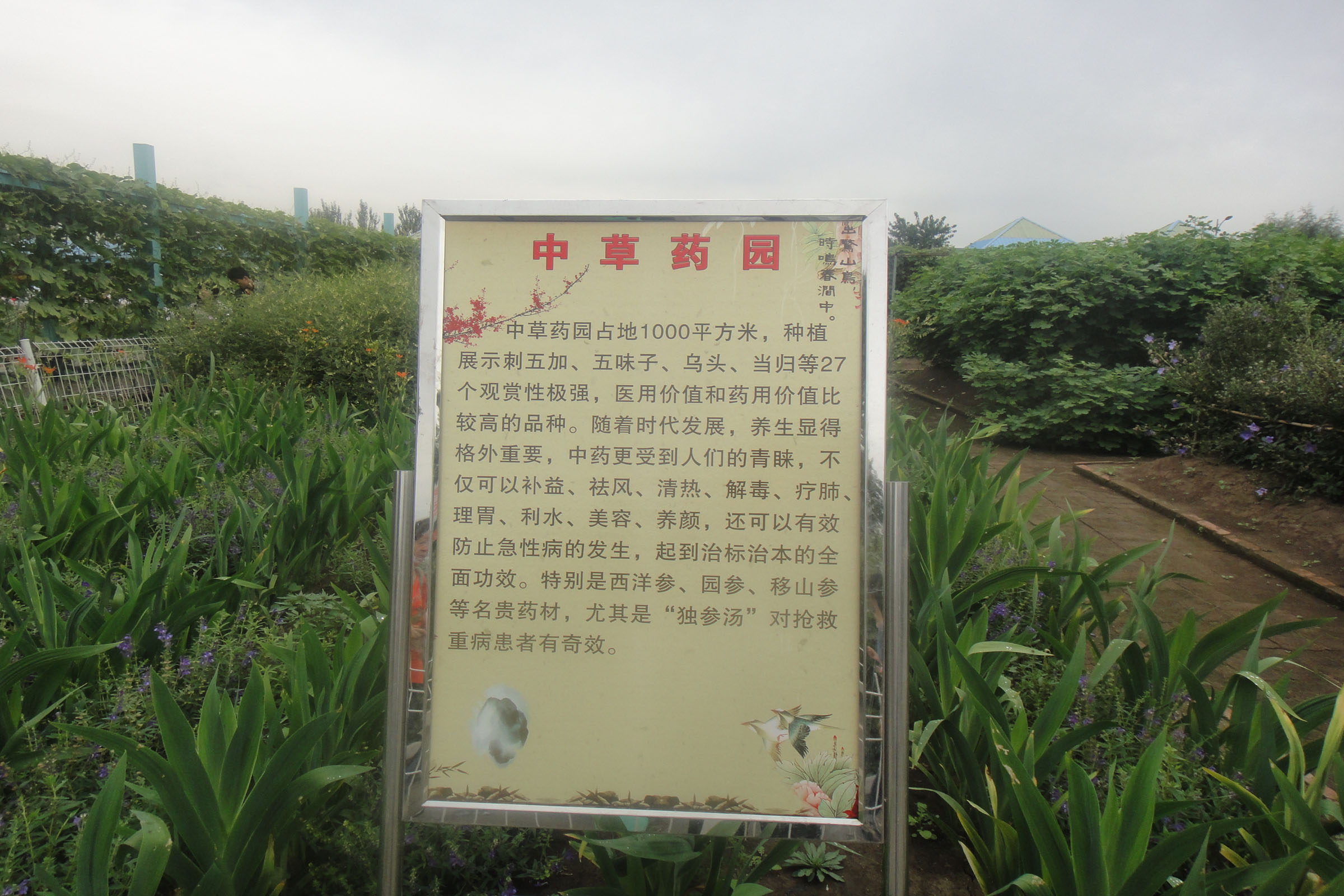 光泽着力推动药材产业做大做强