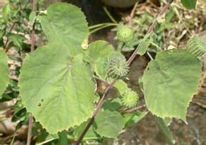 中药知识 中药偏方 ></p></a> 正文               【别名】白麻,磨盘根.