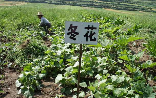 贵州：中药材产业扶贫带动效应不断增强