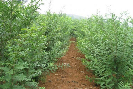 河南南召打造中药材种植加工基地