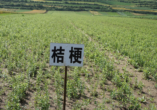 南召打造中药材种植加工基地