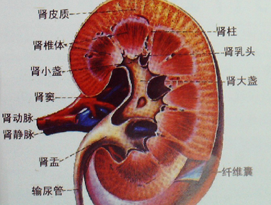 左肾较右肾稍大,男性的  肾略大于女性.