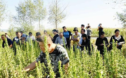 通过考察增强发展中药材种植信心