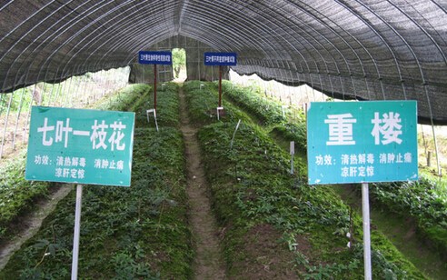 广东第一险峰要培植5000亩中药基地