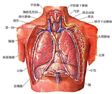 全国中医肺系病交流会召开