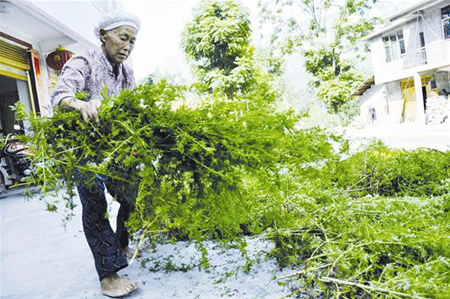 恩施青蒿产业十年凋零路：价格倒逼青蒿销声匿迹