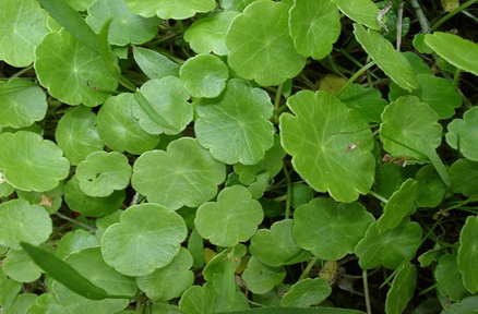 消肿散结常用中药-金钱草