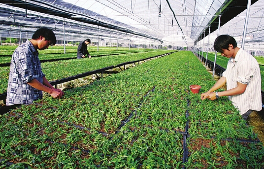 雎水镇发展林下药材种植 引领群众致富增收