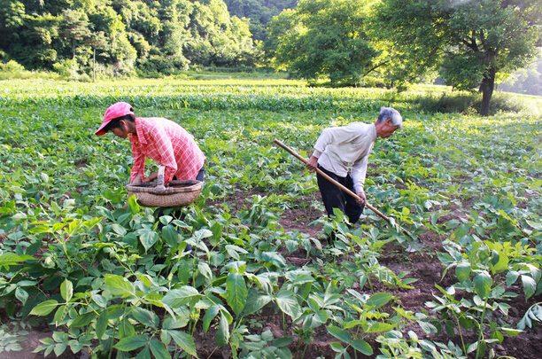 中越边境警民共建云南最大中药材种植基地