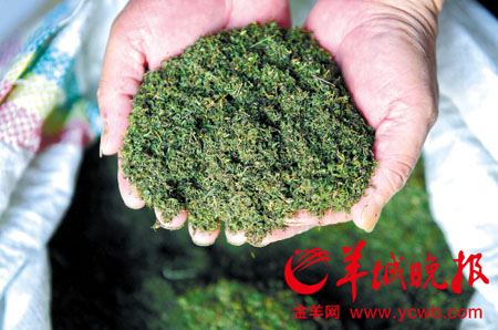 "广东抗疟模式"点到疟原虫"死穴" 摸到了中医药"出路"