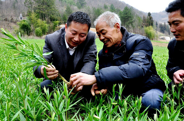 邯郸涉县“1+3”中药材种植模式助老区群众脱贫致富