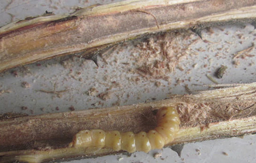 有什么中药特效方治疗骨结核 图片合集