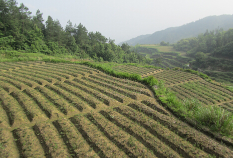 千亩枳实 枳壳中药材GAP种植基地落户泸县